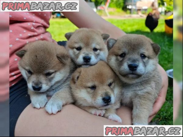 Štěňata Shiba-Inu s PP FCI - odběr na Vánoce – fotografie 4