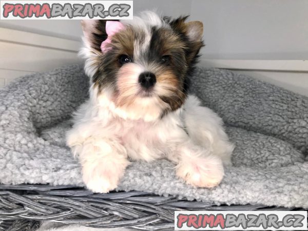 Jorkširský teriér s PP - fenky – fotografie 5