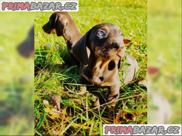Jezevčík hladkosrstý trpasličí na prodej – fotografie 2