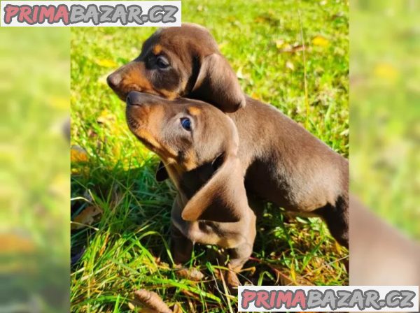Jezevčík hladkosrstý trpasličí na prodej – fotografie 4