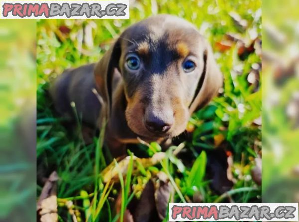 Jezevčík hladkosrstý trpasličí na prodej – fotografie 5