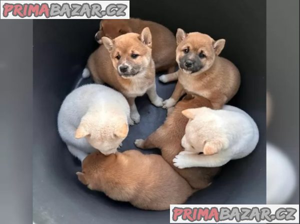Zdravá a hravá štěňata Shiba Inu. – fotografie 2