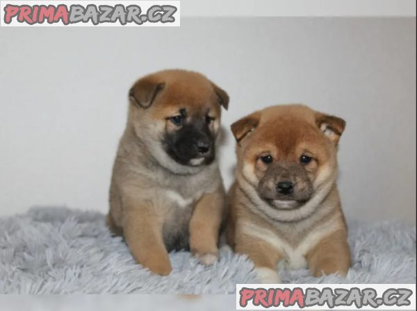 shiba-inu prodej – fotografie 1