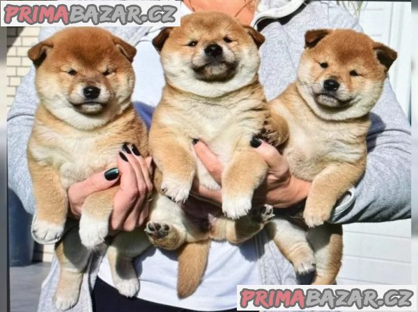 Štěňátka Shiba inu – fotografie 1