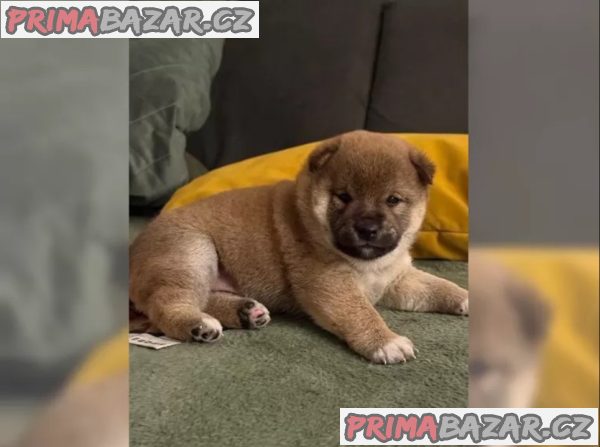 Štěňátka Shiba inu – fotografie 3