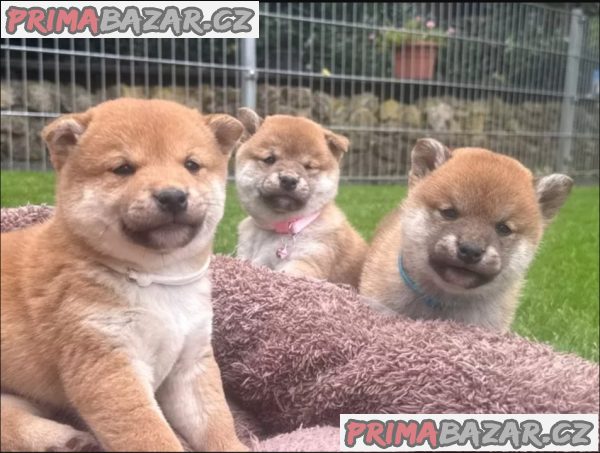 Shiba inu štěňátka – fotografie 1
