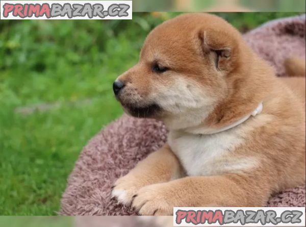 Shiba inu štěňátka – fotografie 3