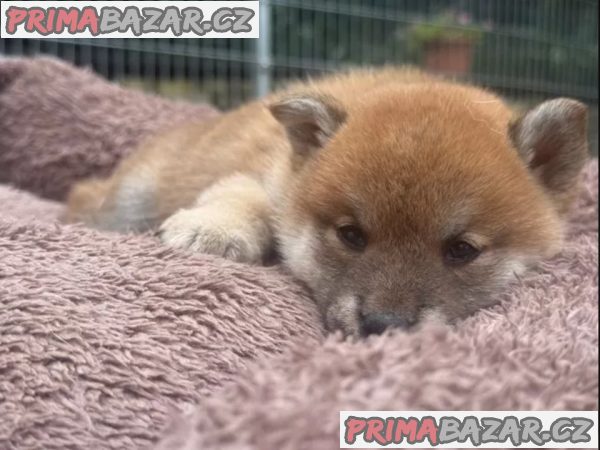 Shiba inu štěňátka – fotografie 5