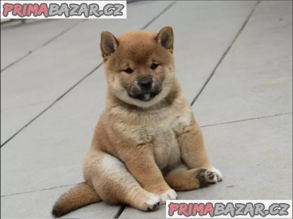 Štěňata Shiba Inu hledají nové domovy – fotografie 1