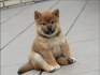 Štěňata Shiba Inu hledají nové domovy