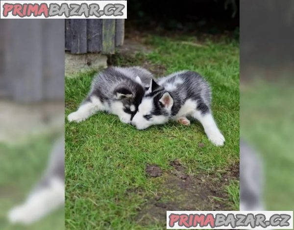 Sibiřského huskyho - štěňátka s PP – fotografie 1