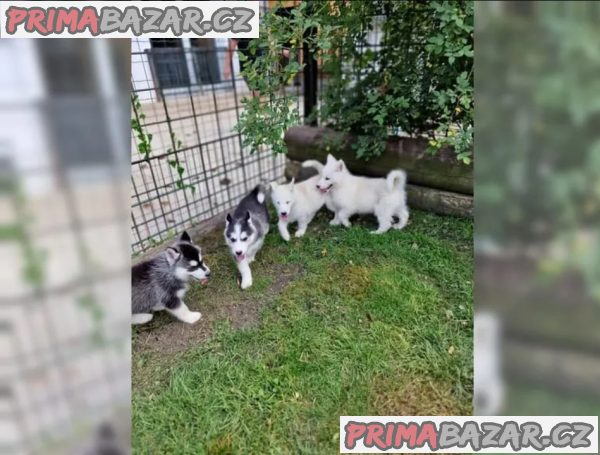 Sibiřského huskyho - štěňátka s PP – fotografie 2