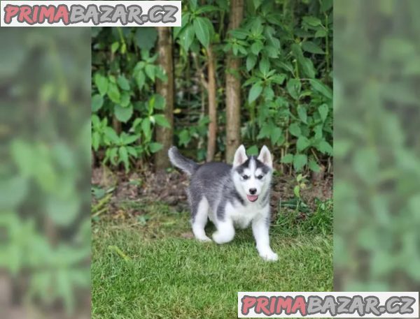 Sibiřského huskyho - štěňátka s PP – fotografie 3