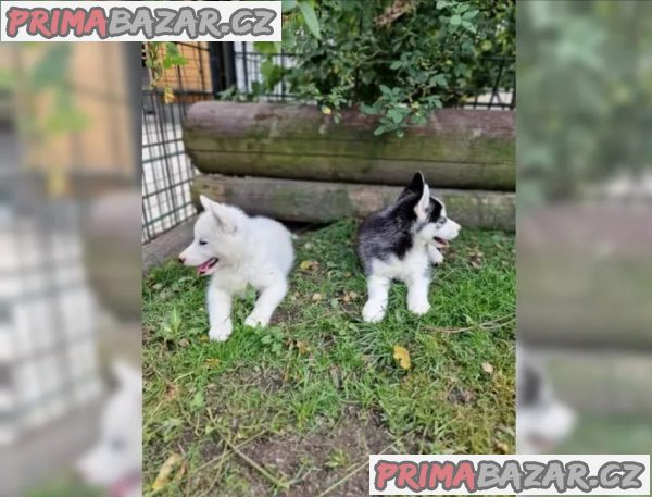 Sibiřského huskyho - štěňátka s PP – fotografie 4