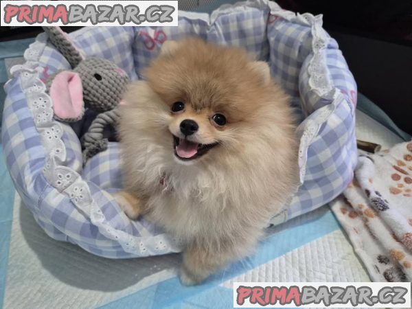 Německý špic trpasličí (Pomeranian) – fotografie 1