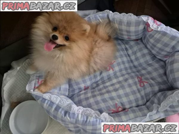 Německý špic trpasličí (Pomeranian) – fotografie 2
