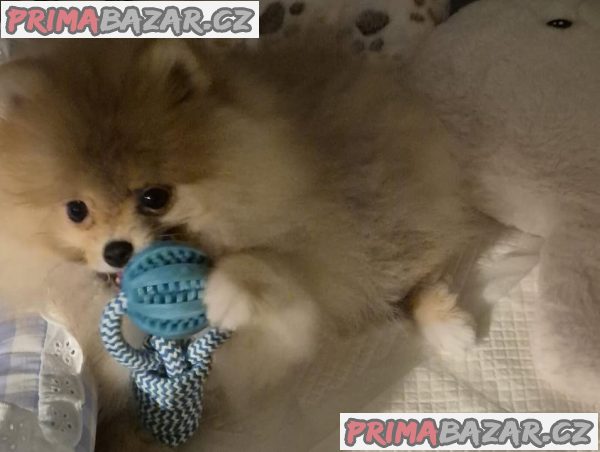 Německý špic trpasličí (Pomeranian) – fotografie 3