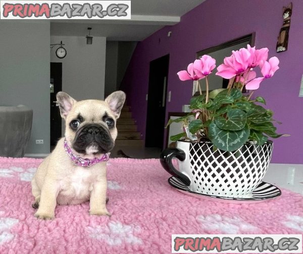 Francouzský buldoček – fotografie 4