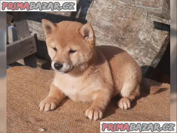 Shiba inu fenka – fotografie 1