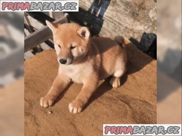 Shiba inu fenka – fotografie 2