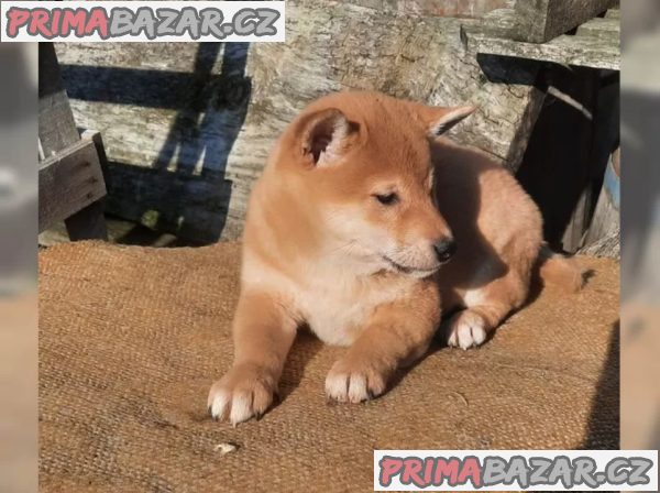 Shiba inu fenka – fotografie 4