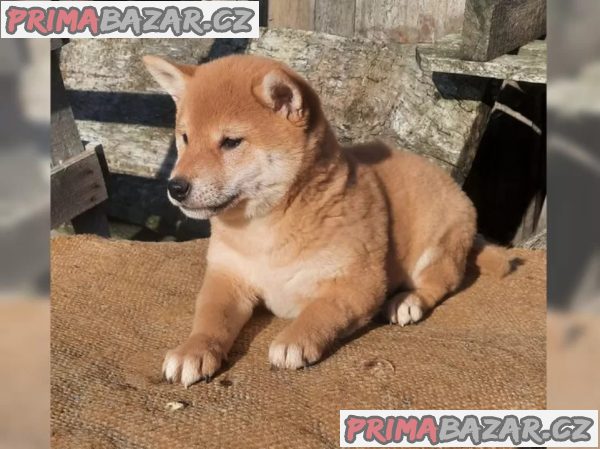 Shiba inu fenka – fotografie 5