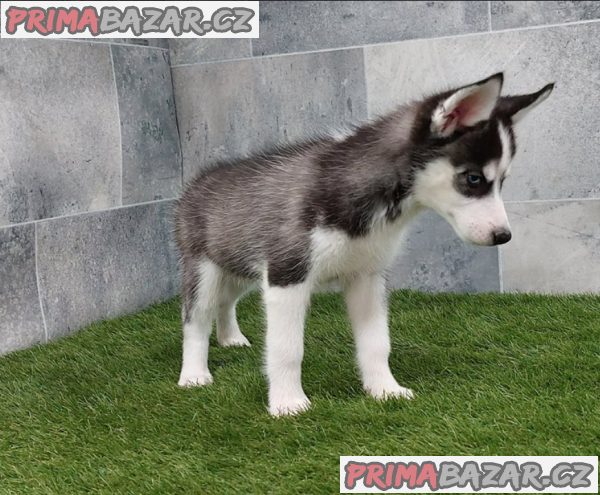 Sibiřský husky štěňata na prodej~ – fotografie 4