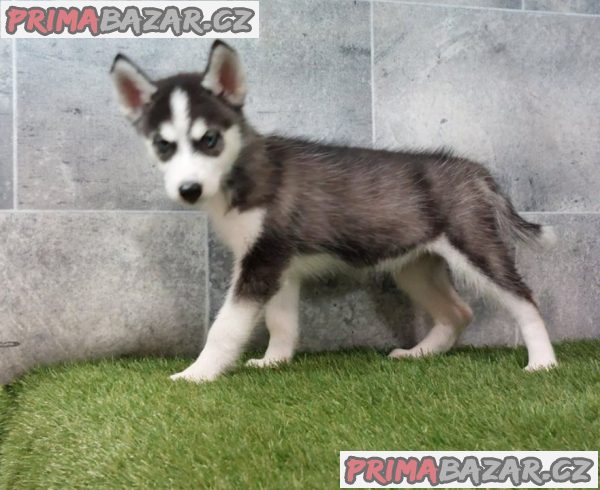 Sibiřský husky štěňata na prodej~ – fotografie 5
