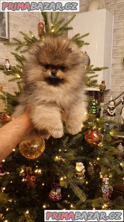 Štěňátka Německý špic trpasličí (Pomeranian) s PP – fotografie 4