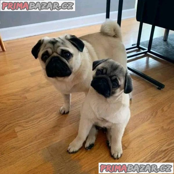 Mopslík, Pug – fotografie 3