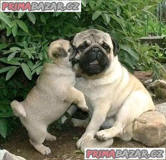Mopslík, Pug – fotografie 5