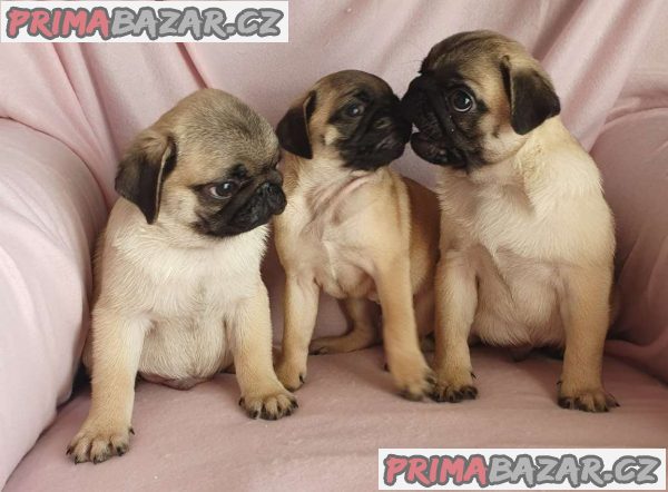 Mops – fotografie 2