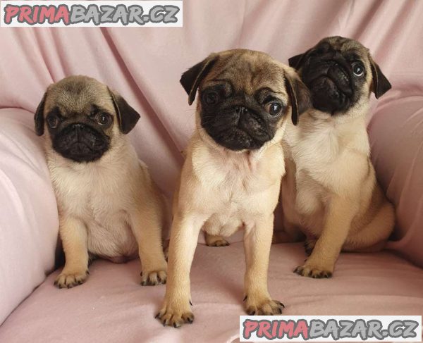 Mops – fotografie 4