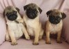 Mops