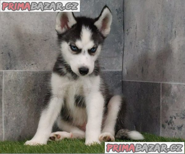 Husky na prodej – fotografie 2