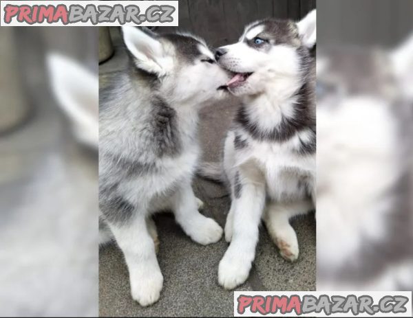 Sibiřský husky-máme k odběru krásné fenky – fotografie 3