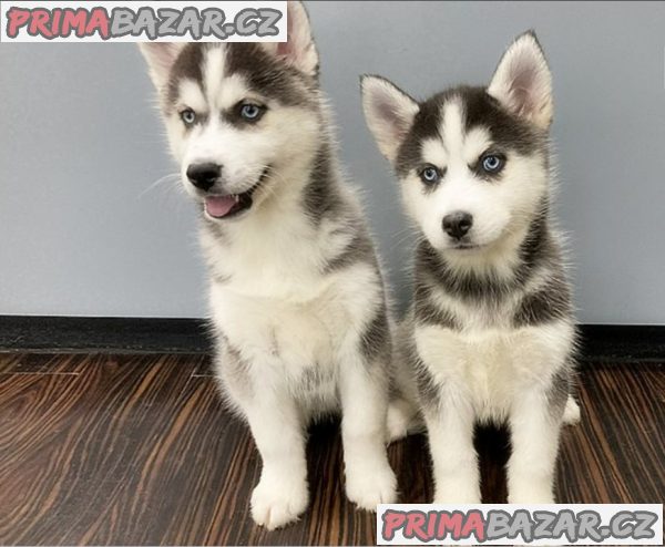 Štěnata Sibiřský husky – fotografie 1