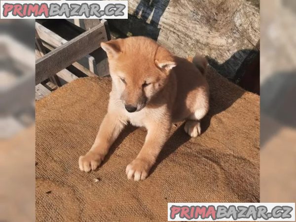 K dispozici krásné štěně Shiba inu – fotografie 3