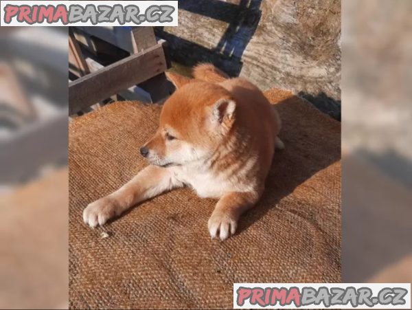 K dispozici krásné štěně Shiba inu – fotografie 6
