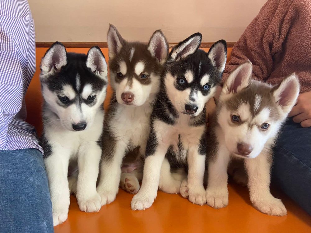 Sibiřský husky štěňata – fotografie 1