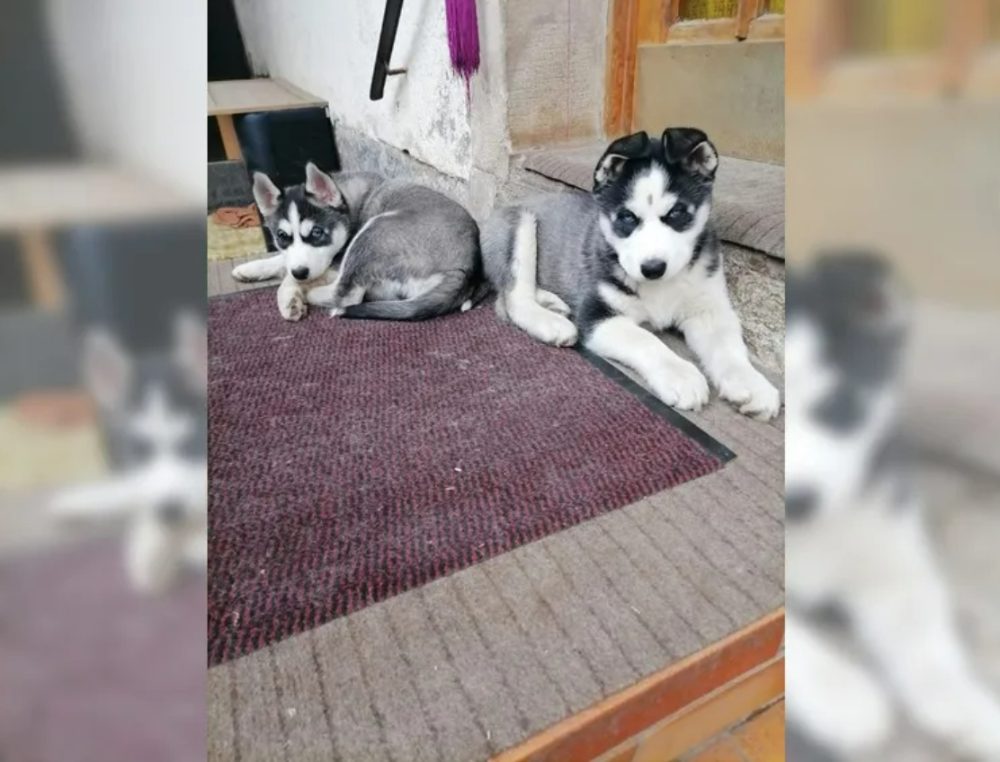 Sibiřský husky štěňata – fotografie 4