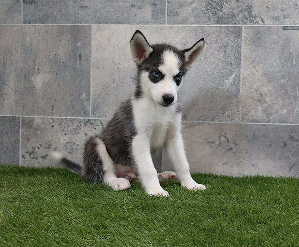 Sibiřský husky s PP -Štěňátka – fotografie 1