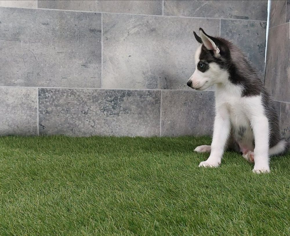 Sibiřský husky s PP -Štěňátka – fotografie 2