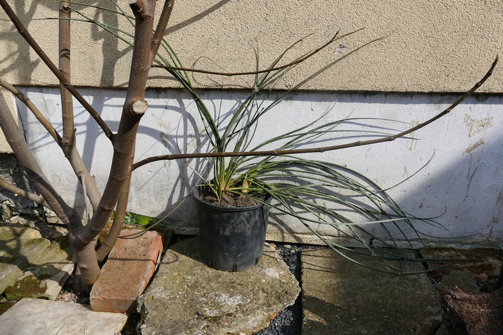 Strelitzia Reginae, Augusta, Hesperaflore Parviflora – fotografie 5