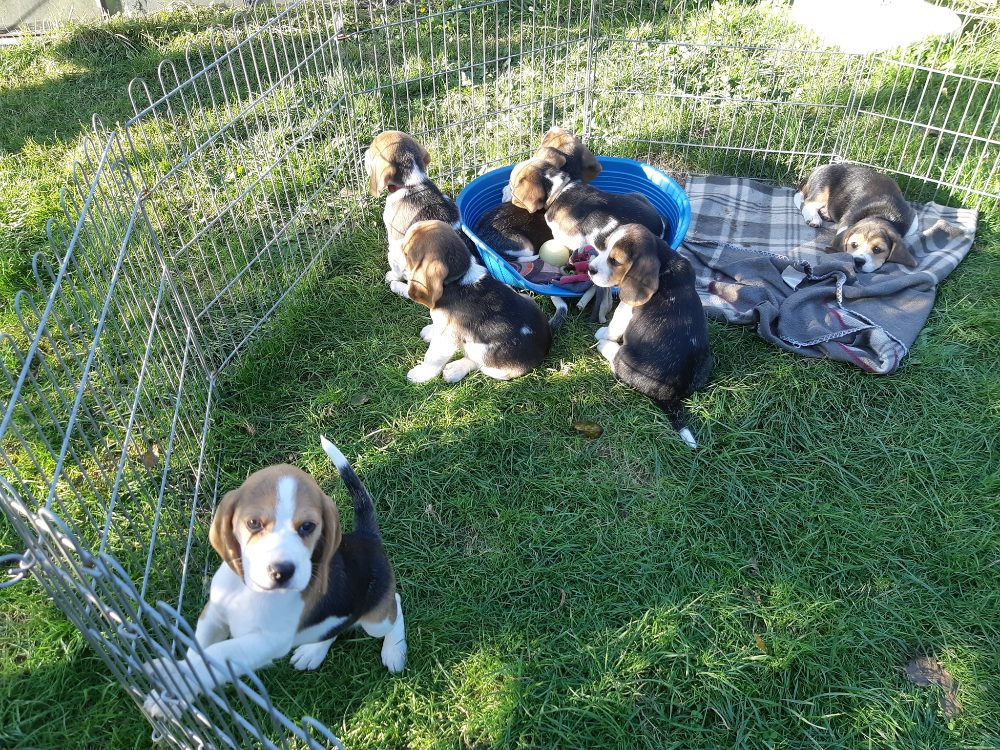 Štěňata Bígl (též beagle) s PP trikolóra – fotografie 2