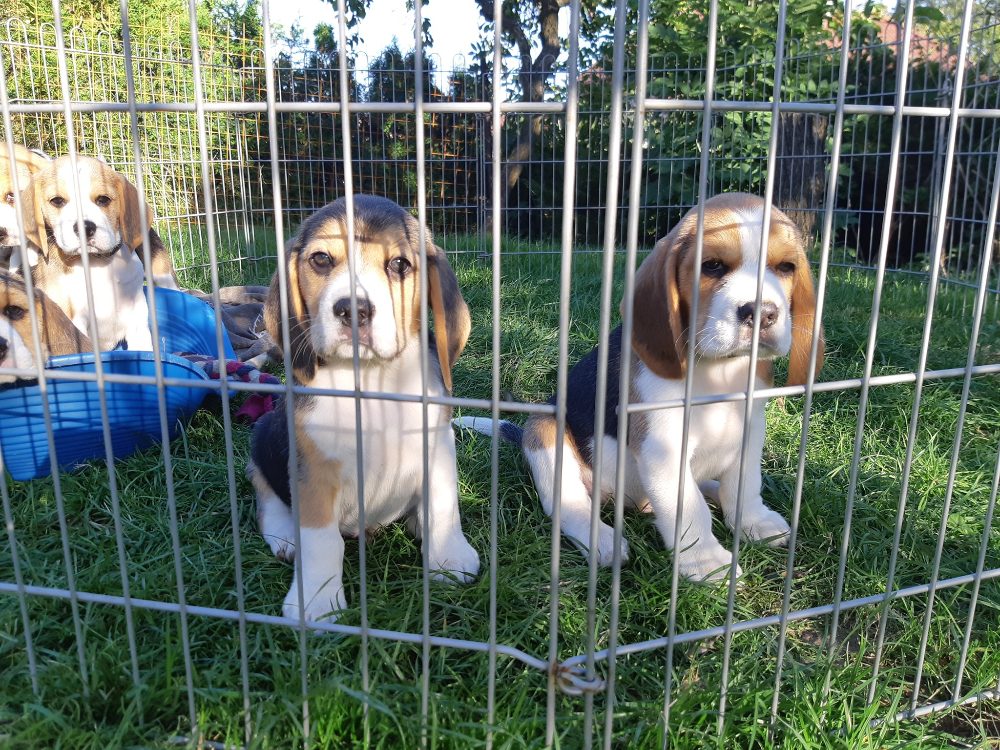 Štěňata Bígl (též beagle) s PP trikolóra – fotografie 3