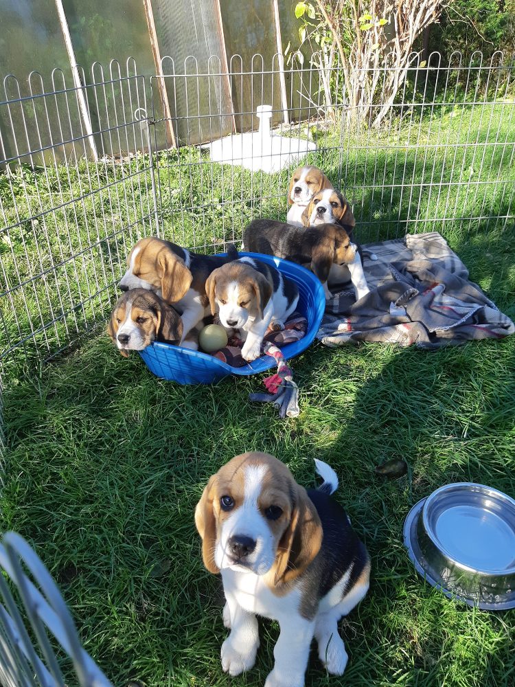 Štěňata Bígl (též beagle) s PP trikolóra – fotografie 4