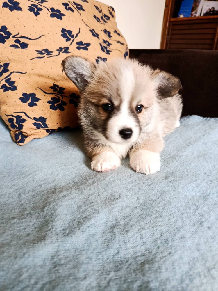 Corgi - puppies for sale – fotografie 1