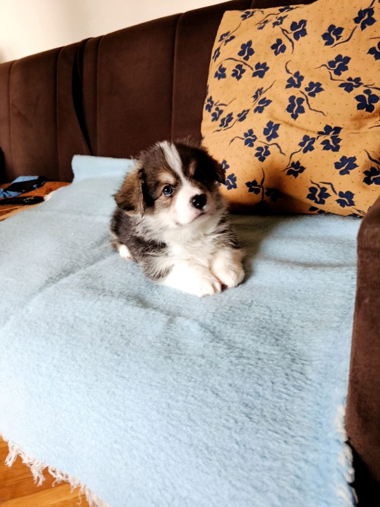 Corgi - puppies for sale – fotografie 3