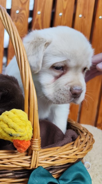 Nabídka štěňat labradorského retrievera – fotografie 2